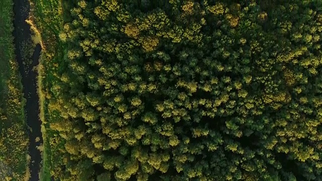 鸟瞰图相机移动从茂密的混合树顶的绿色森林上升视频下载