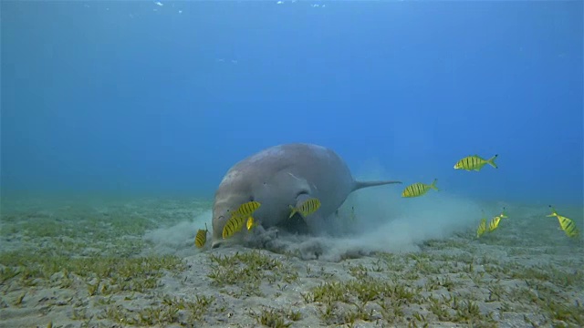 埃及红海的马萨阿拉姆，雄性儒艮和金鲹(拟齿龙)在海草床上进食视频素材