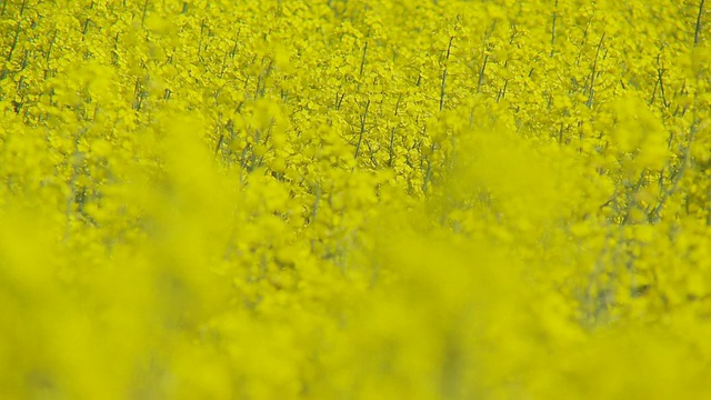 近距离射击过渡油菜场视频素材