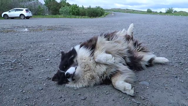 可爱有趣的冰岛牧羊犬躺在地上视频素材