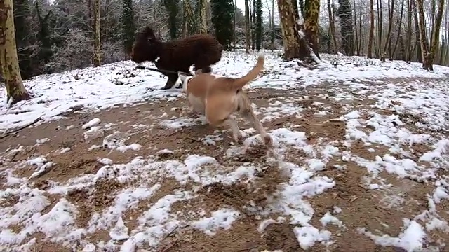 快乐的狗狗在雪地里奔跑嬉戏的慢镜头。视频素材