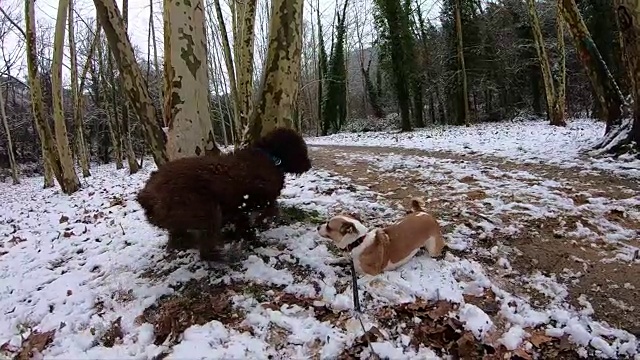 快乐的狗狗在雪地里奔跑嬉戏的慢镜头。视频素材