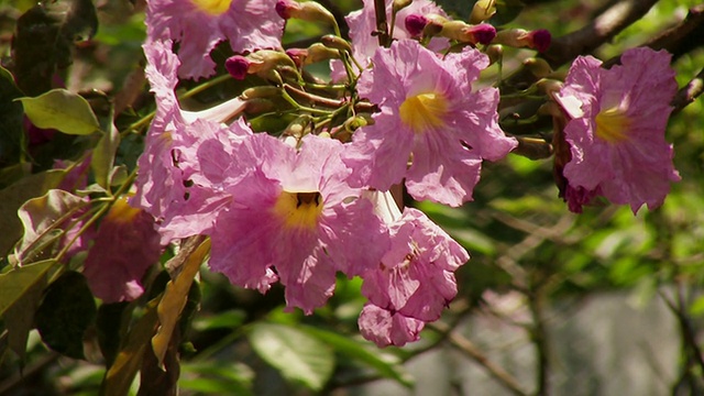 大黄蜂停在三朵花(高清)视频素材