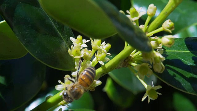 蜜蜂采集花粉视频素材