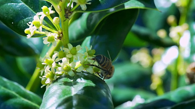 蜜蜂落在一些花上采集花粉视频素材