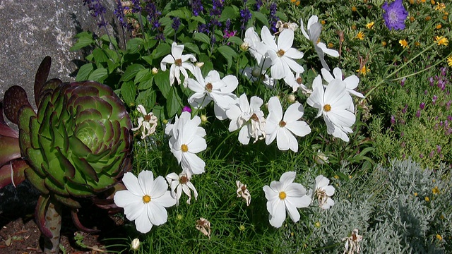 白花摇曳(高清)视频素材