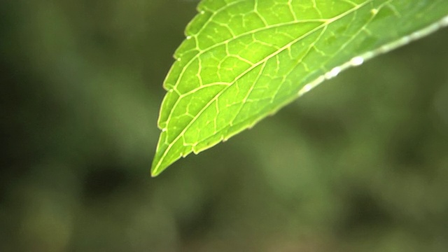 叶子上滴水视频素材