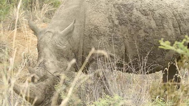 野生动物和风景/ Pilanesberg国家公园/南非视频素材