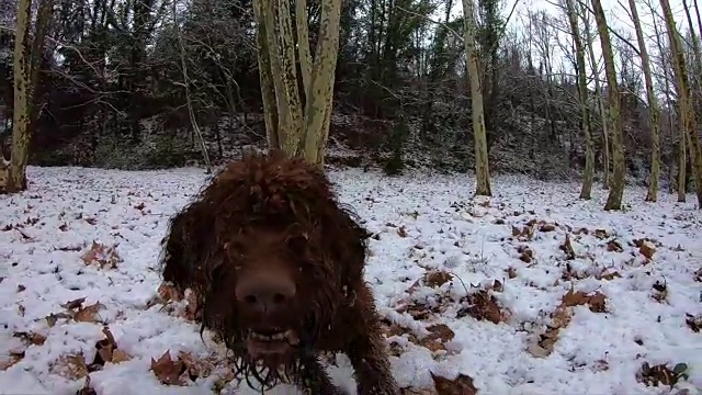 快乐的狗狗在雪地里奔跑嬉戏的慢镜头。视频素材