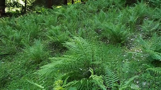 草地上的森林地面高清视频素材