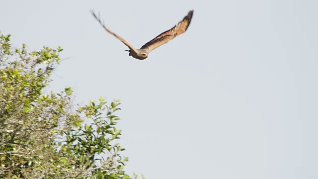 草原鹰(Buteogallus meridionalis)从树上起飞，飞过草原。视频素材