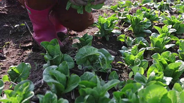 蔬菜有机蔬菜和水培蔬菜卷心菜生长在农民的田地里视频素材