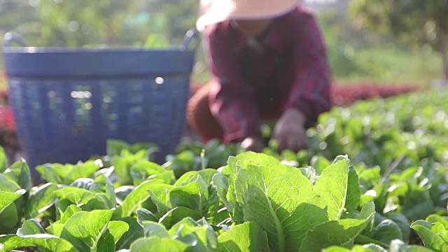 蔬菜有机蔬菜和水培蔬菜卷心菜生长在农民的田地里视频素材