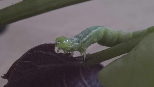 一只绿色的毛虫正在吃叶子视频素材