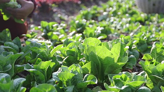 蔬菜有机蔬菜和水培蔬菜卷心菜生长在农民的田地里视频素材