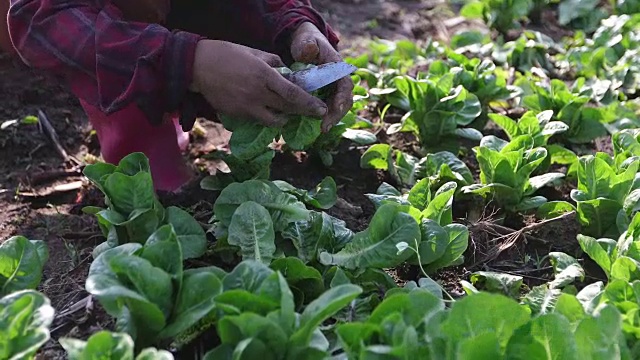 蔬菜有机蔬菜和水培蔬菜卷心菜生长在农民的田地里视频素材