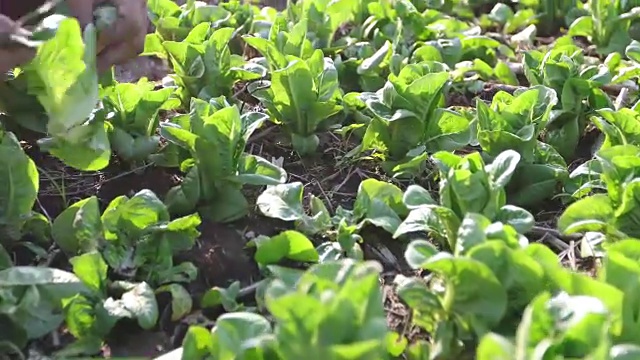 蔬菜有机蔬菜和水培蔬菜卷心菜生长在农民的田地里视频素材