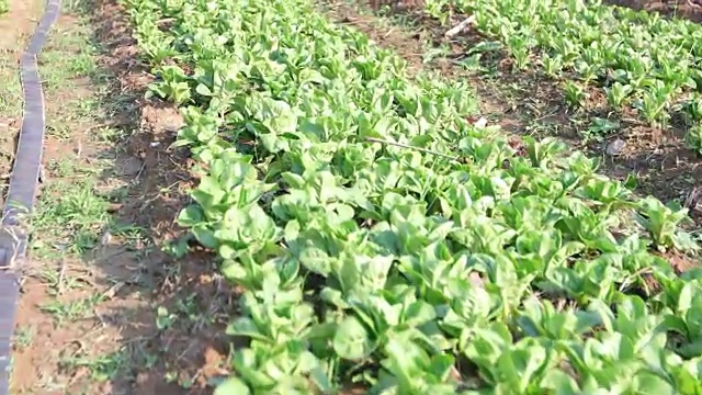 蔬菜有机蔬菜和水培蔬菜卷心菜生长在农民的田地里视频素材