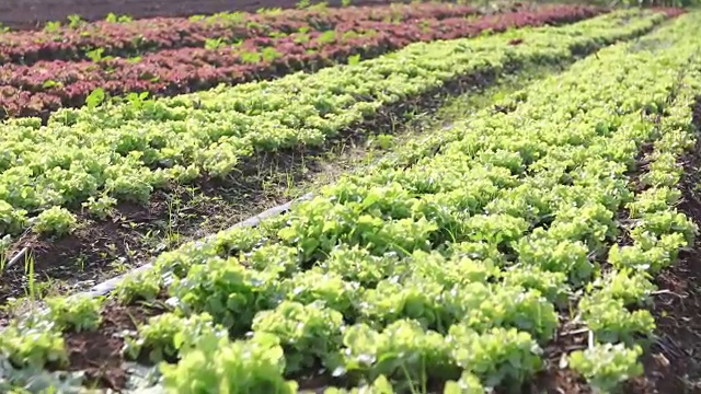 蔬菜有机蔬菜和水培蔬菜卷心菜生长在农民的田地里视频素材