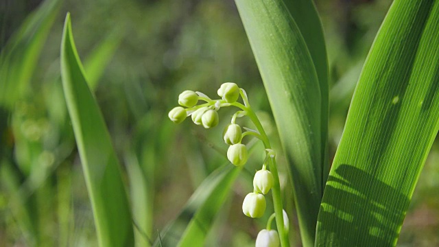 山谷里盛开的百合花，特写视频素材