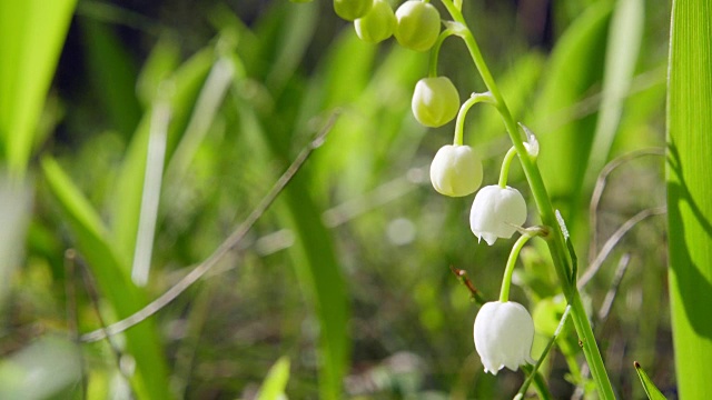 山谷里盛开的百合花，特写视频素材