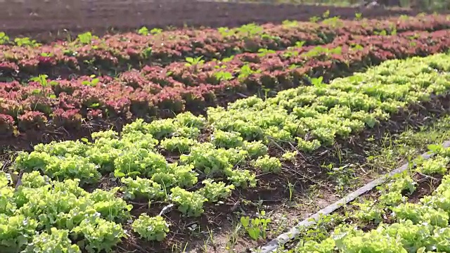 蔬菜有机蔬菜和水培蔬菜卷心菜生长在农民的田地里视频素材