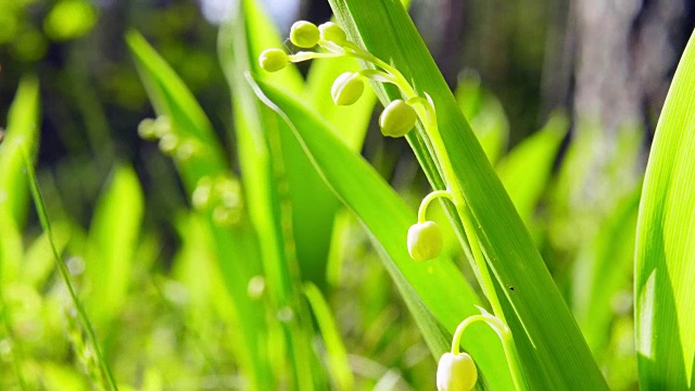 山谷里盛开的百合花，特写视频素材