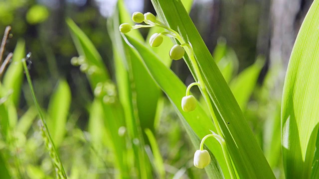 山谷里盛开的百合花，特写视频素材