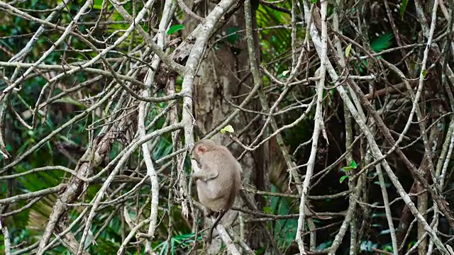 当北部的猕猴视频素材