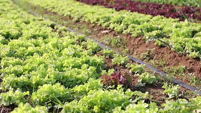 蔬菜有机蔬菜和水培蔬菜卷心菜生长在农民的田地里视频素材