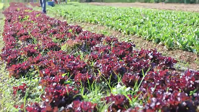 蔬菜有机蔬菜和水培蔬菜卷心菜生长在农民的田地里视频素材