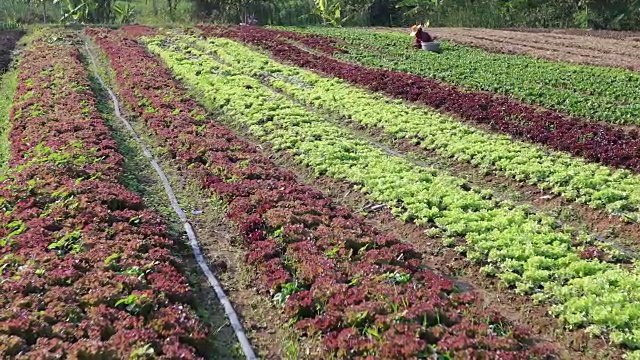 蔬菜有机蔬菜和水培蔬菜卷心菜生长在农民的田地里视频素材