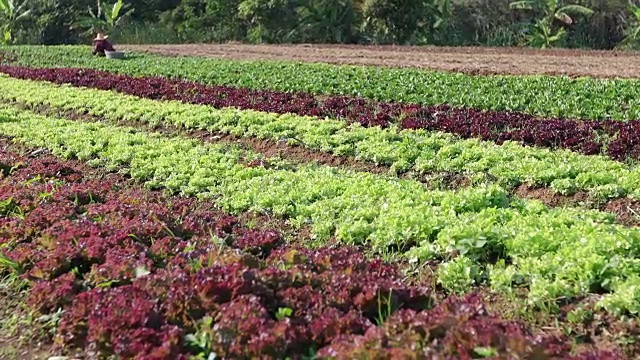 蔬菜有机蔬菜和水培蔬菜卷心菜生长在农民的田地里视频素材