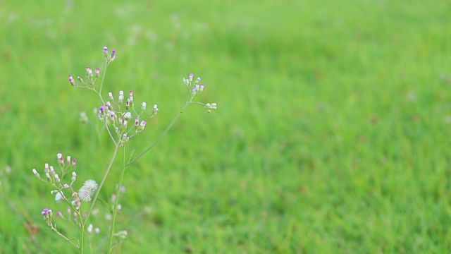 草花背景视频素材