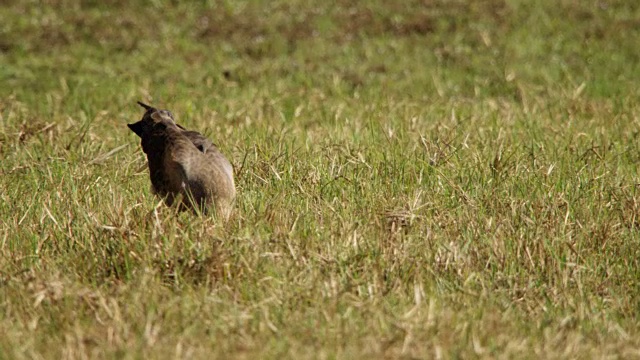 大草原鹰(Buteogallus meridionalis)降落在草地上。视频素材