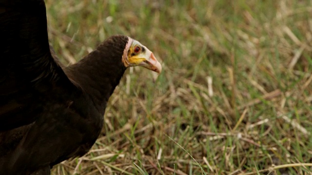 小黄头秃鹫(Cathartes burrovianus)持有翅膀展开并环顾四周。视频素材