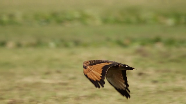 大草原鹰(Buteogallus meridionalis)在草地上低飞。视频素材