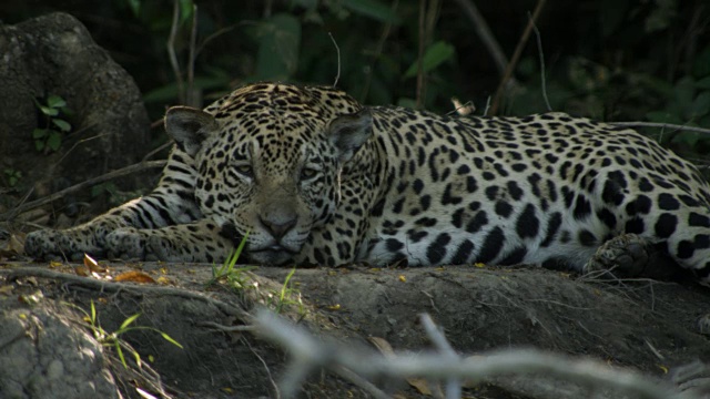 在休息的美洲虎(Panthera onca)和黑颈鹰(Busarellus nigricollis)之间集中注意力，鹰起飞。视频素材