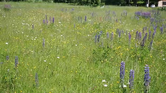 绿色的阳光草地，各种各样的花在高清慢动作视频素材