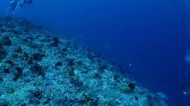 在珊瑚礁里潜水视频素材