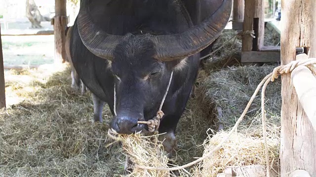 在农场里喂水牛视频素材