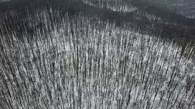 冬季森林。天线。无人机镜头冰雪冬天森林空中。视频素材