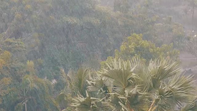 非常强的热带阵雨墙。棕榈树和雨水中的树木视频素材