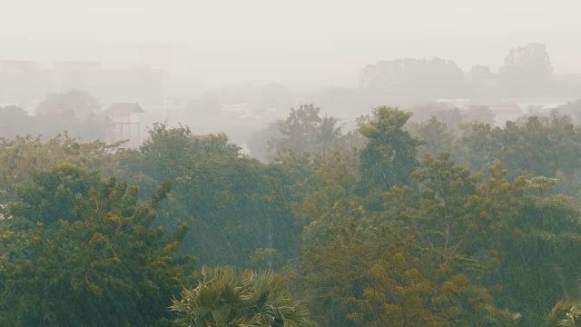 非常强的热带阵雨墙。棕榈树和雨水中的树木视频素材