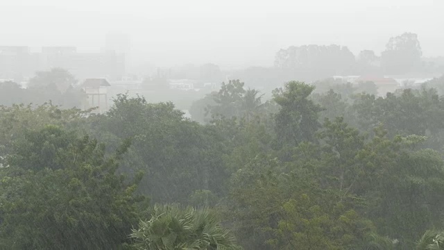 非常强的热带阵雨墙。棕榈树和雨水中的树木视频素材