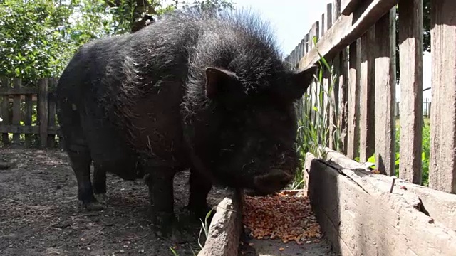 黑越南猪，在猪圈里休息、睡觉，在一个阳光明媚的日子里，又大又壮的黑猪，一家人视频素材