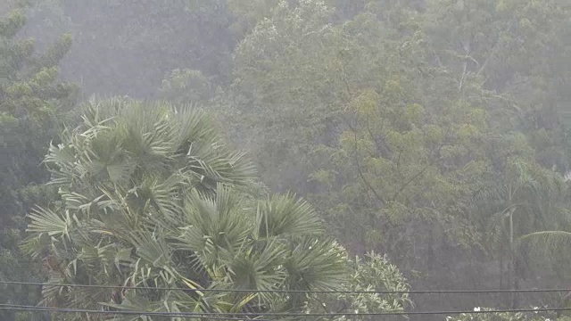 非常强的热带阵雨墙。棕榈树和雨水中的树木视频素材