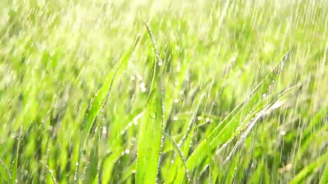 夏雨下着植物，慢动作视频素材