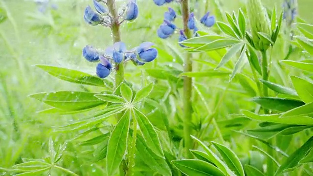 羽扇花下着夏雨，动作缓慢视频素材