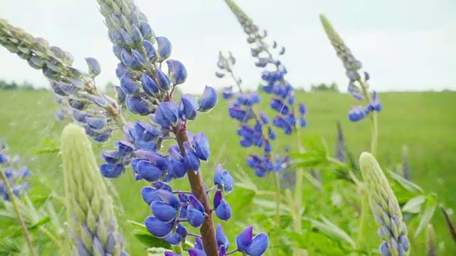 羽扇花下着夏雨，动作缓慢视频素材